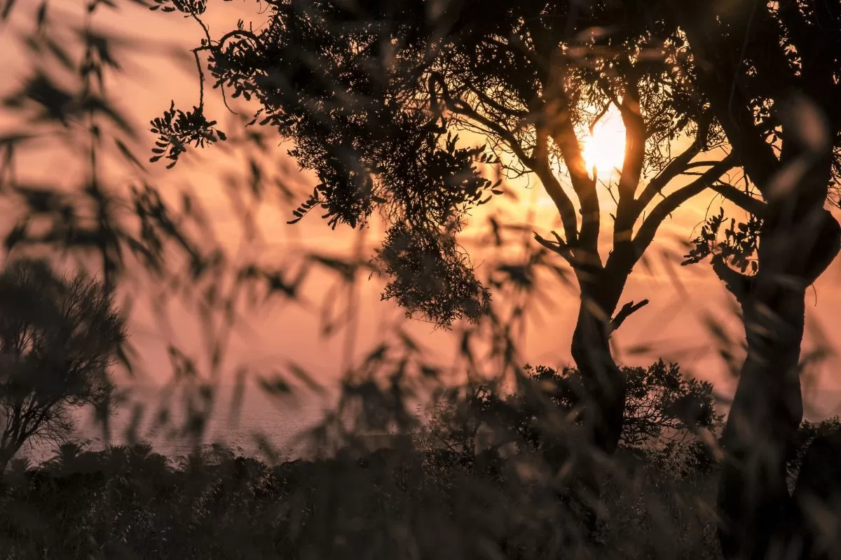 Louis Hotels - Polis Chrysochous, Chypre